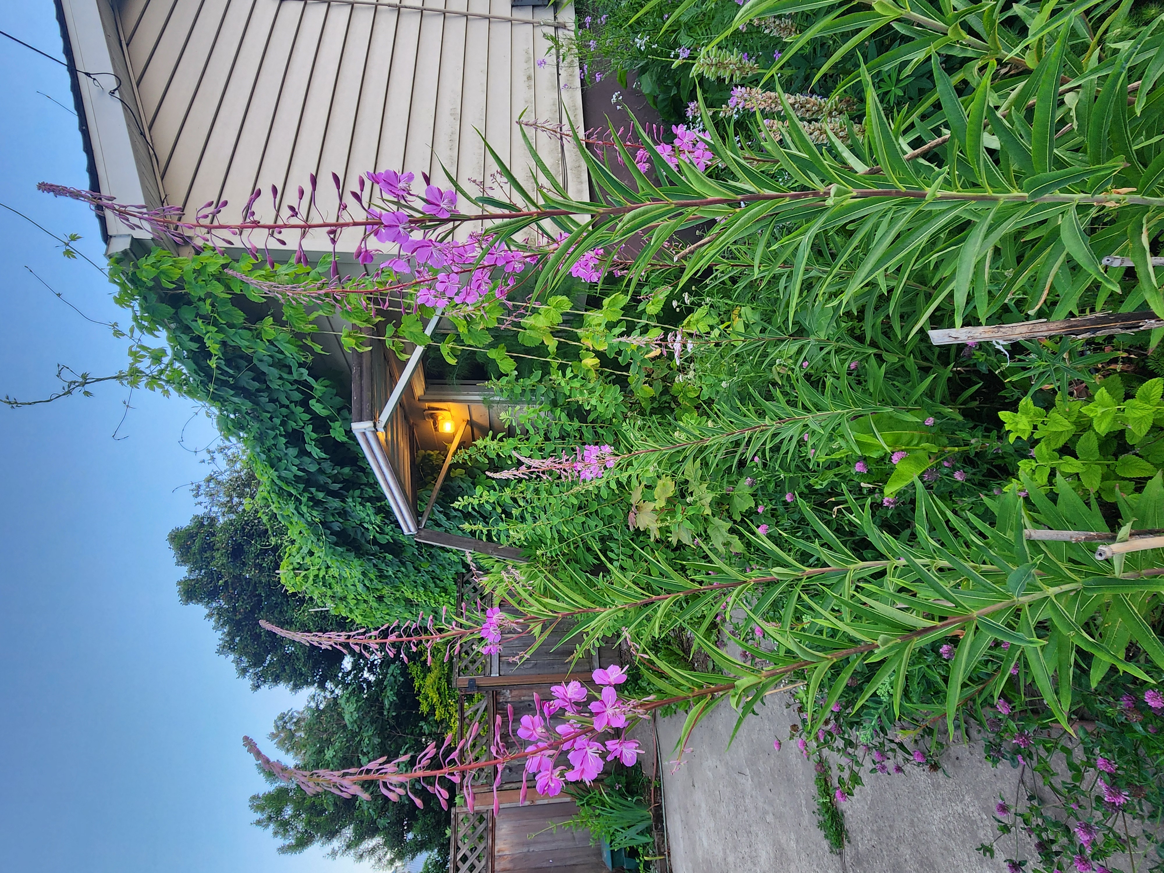 Plants 2