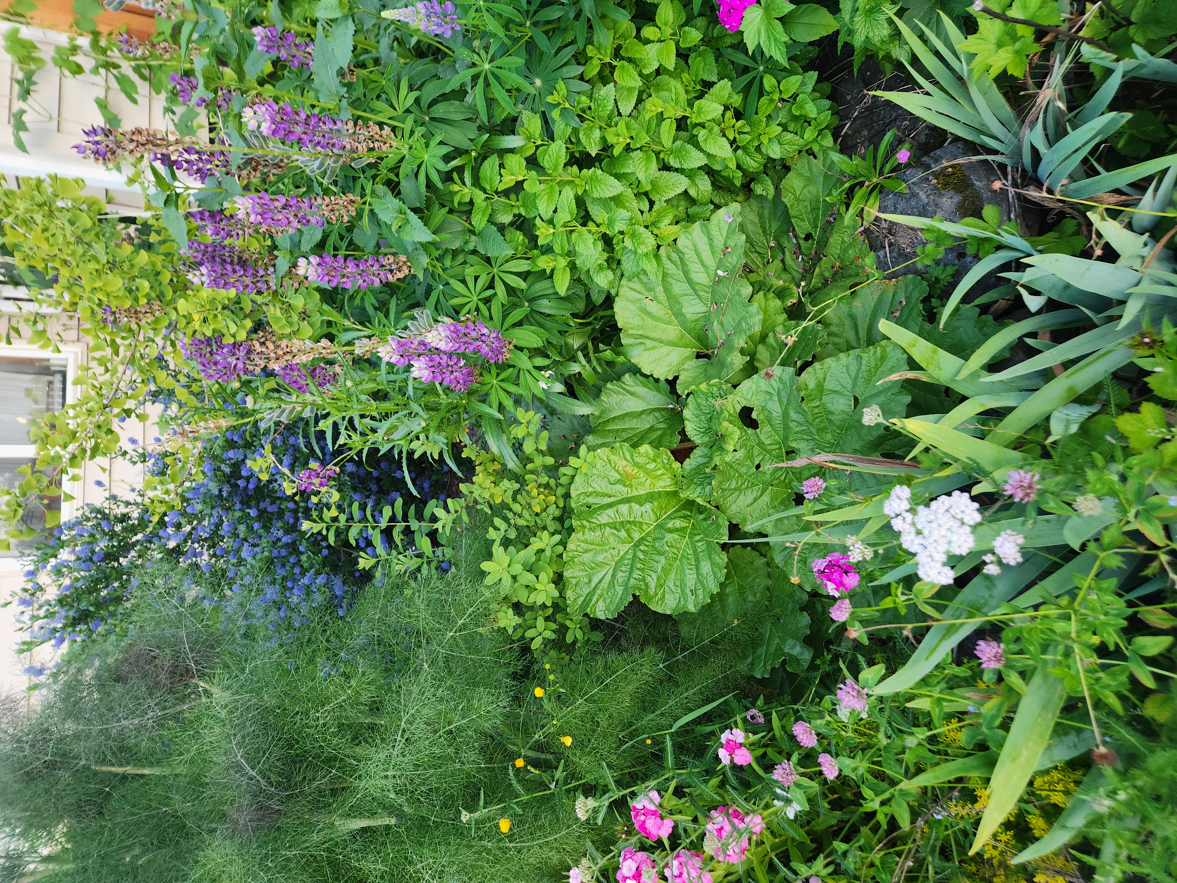 Plants 3