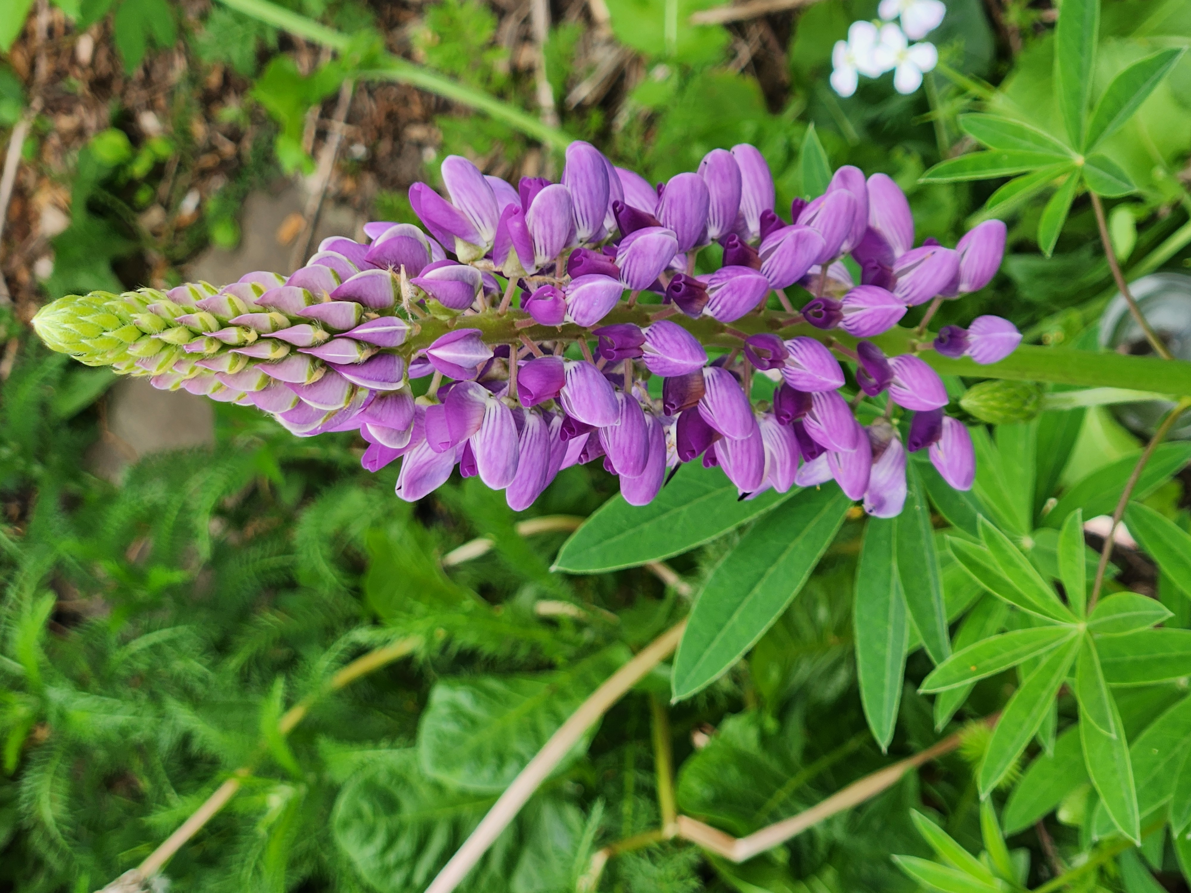 Plants 4