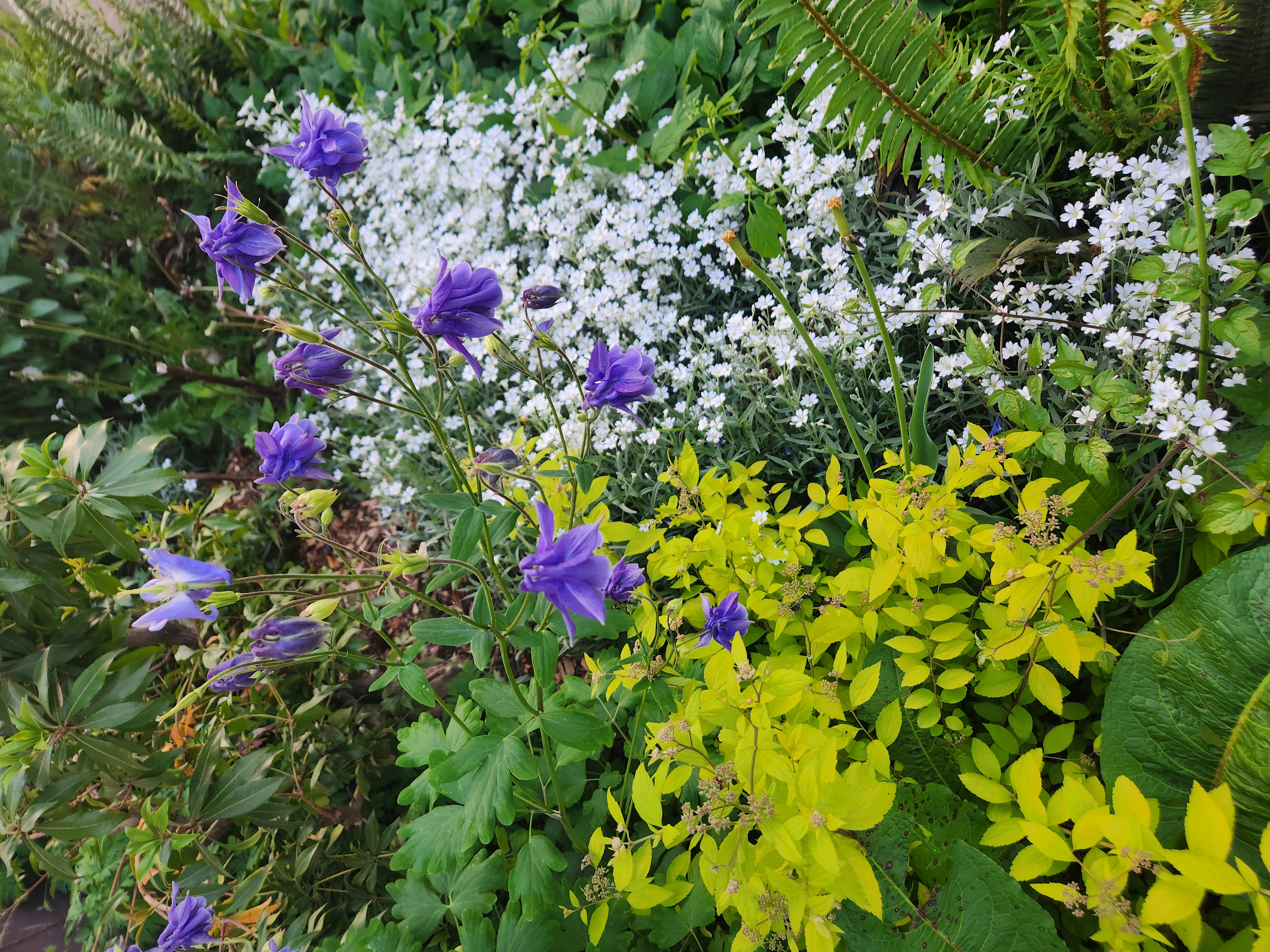Plants 5