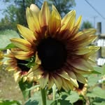 A flower radiating in the sun